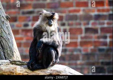 Bearded macaca silenus monkey sitting. Stock Photo