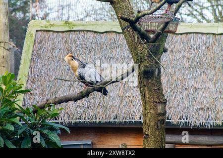 A bird perched on a branch of a tree, with a thatched roof structure in the background. The bird has a distinctive coloration with gray and white feat Stock Photo