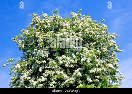 Hawthorn, Whitethorn or May Tree (crataegus monogyna), a tree growing in a hedgerow covered in white blossom and isolated against a blue sky. Stock Photo