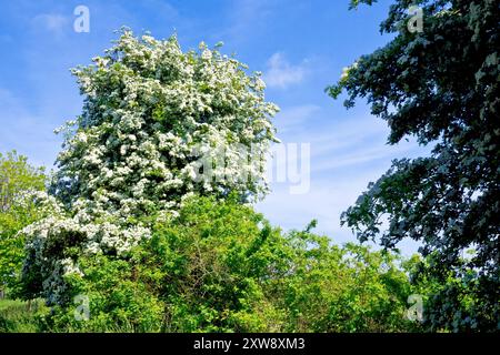 Hawthorn, Whitethorn or May Tree (crataegus monogyna), a tree growing in a hedgerow covered in white blossom and isolated against a blue sky. Stock Photo