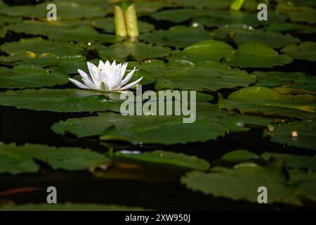 American White Water Lily (Nymphaea odorata) on Lake Nokomis in Wisconsin, horizontal Stock Photo