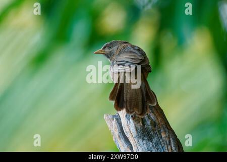 Yellow-billed babbler Argya or Turdoides affinis brown bird in Leiothrichidae endemic to India and Sri Lanka, Its habitat is scrub, cultivation and ga Stock Photo