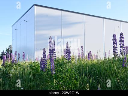 This photo captures a modern, white industrial building set against a clear blue sky. In the foreground, vibrant purple lupine flowers bloom amidst gr Stock Photo