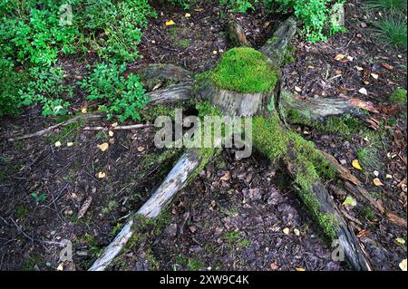 This photo features an old tree stump covered with lush green moss, lying on the forest floor. The surrounding area is filled with small plants, bushe Stock Photo