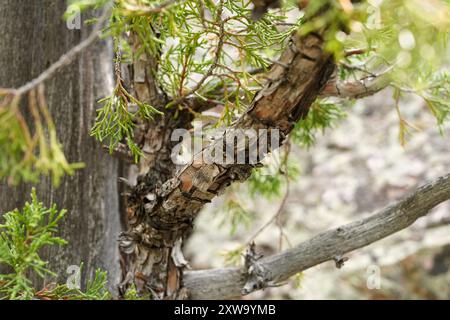 Scaling bark on a large branch of Utah Juniper Stock Photo