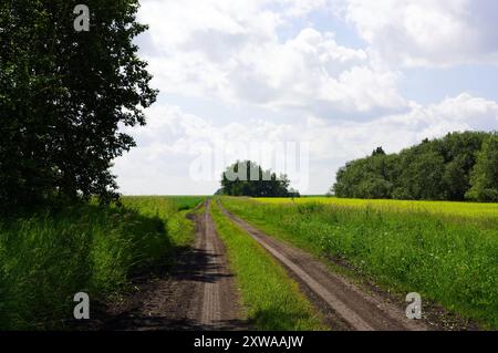 Rutted track through fields of grain with lines of trees in the background Stock Photo
