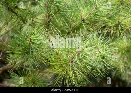 Pinus densiflora branches closeup. Japanese red pine bright green foliage. Japanese pine conifer tree. Korean red pine ornamental plant. Stock Photo