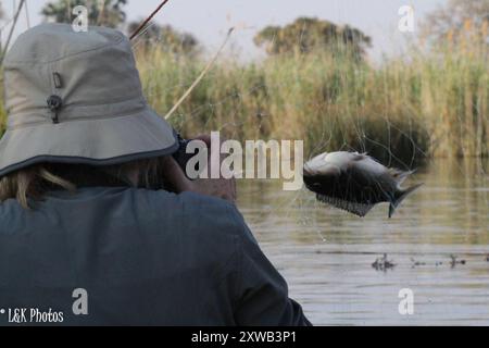 Redbreast Tilapia (Coptodon rendalli) Actinopterygii Stock Photo - Alamy