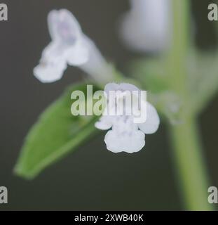 Lesser Calamint (Clinopodium nepeta) Plantae Stock Photo