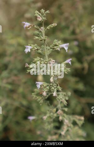 Lesser Calamint (Clinopodium nepeta) Plantae Stock Photo