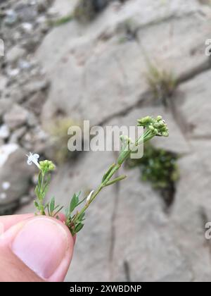 diamond-flowers (Stenaria nigricans) Plantae Stock Photo