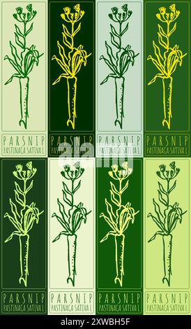 parsnip root fresh sketch hand drawn vector Stock Vector Image & Art ...