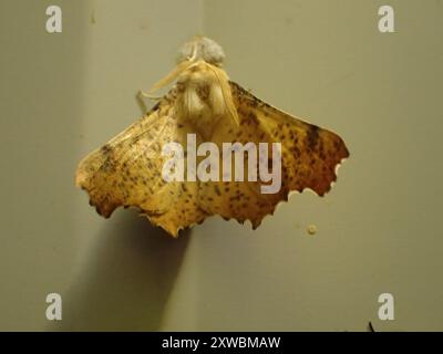 Maple Spanworm Moth (Ennomos magnaria) Insecta Stock Photo