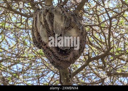 Wild African Honey Bees, Central Serengeti Plains, Tanzania Stock Photo