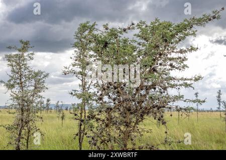 Whistling Acacia, Central Serengeti Plains, Tanzania Stock Photo