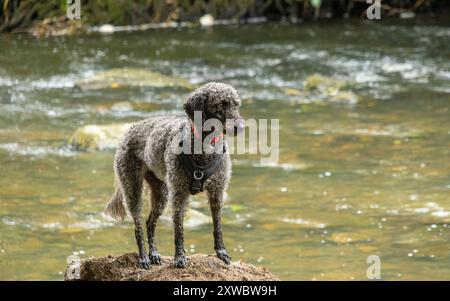 Dog standing on tree stump by river Stock Photo