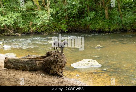 Dog standing on tree stump by river Stock Photo