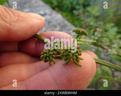 fool's watercress (Apium nodiflorum) Plantae Stock Photo