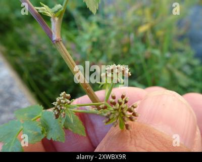 fool's watercress (Apium nodiflorum) Plantae Stock Photo