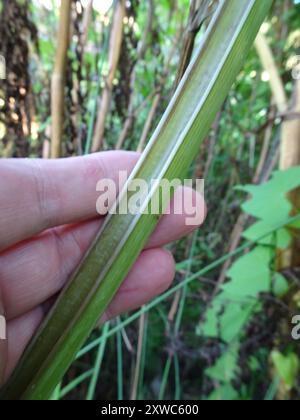 fool's watercress (Apium nodiflorum) Plantae Stock Photo