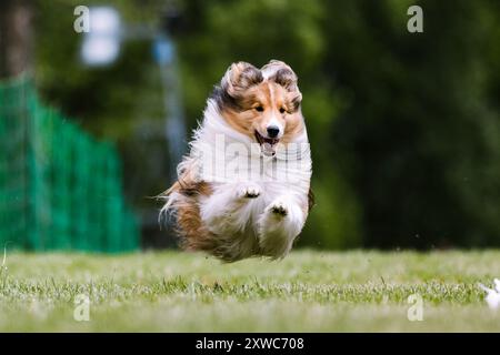 Shetland Sheepdog sheltie dog running lure course dog sport Stock Photo