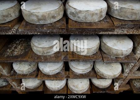 Cheesemonger Jean-Marie Beaudoin. Production and sale of organic farmhouse cheese in Villers-sur-Auchy (northern France). Raw milk cheese “Tomme au fo Stock Photo