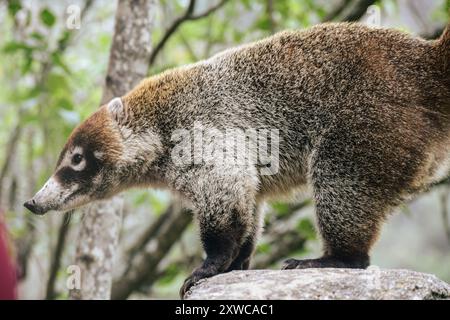 Wild coati, Nasua nasua, Oaxaca, Mexico. Mexican fauna Stock Photo