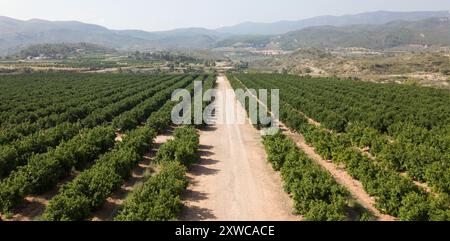 Aerial view of citrus groves Stock Photo