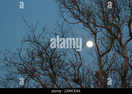 Full moon between tree branches with blue sky at dusk Stock Photo