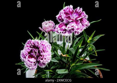 Blooming pink Carnation Dia Deur Sissy on a black background Stock Photo
