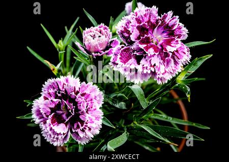 Blooming pink Carnation Dia Deur Sissy on a black background Stock Photo