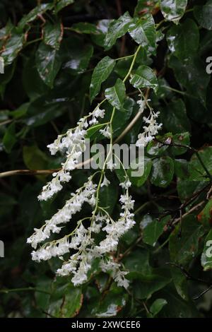 Russian Vine (Fallopia aubertii) Plantae Stock Photo - Alamy