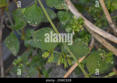 Lesser Calamint (Clinopodium nepeta) Plantae Stock Photo