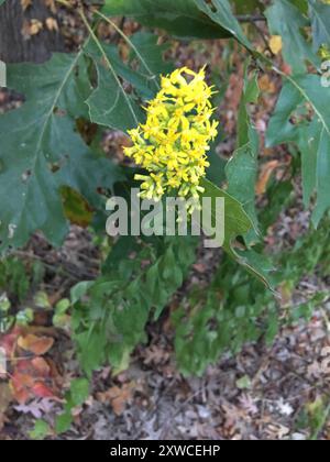 showy goldenrod (Solidago speciosa) Plantae Stock Photo