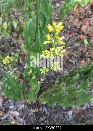 showy goldenrod (Solidago speciosa) Plantae Stock Photo