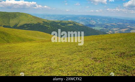 rolling grassy hills. carpathian landscape of ukraine on a sunny summer day. slopes of borzhava ridge. mountainous scenery with beautiful view in to t Stock Photo