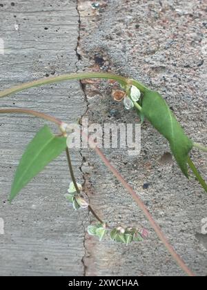 Black-bindweed (Fallopia convolvulus) Plantae Stock Photo - Alamy