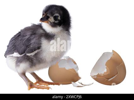 Black and white chicken chick with an egg shell broken slightly behind. Stock Photo