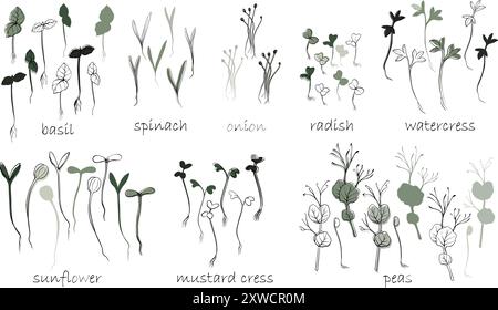 hand drawn microgreens vector illustration. Contour sprouts of watercress, spinach, mustard cress and peas, radish, onion, sunflower, basil plant. Set Stock Vector