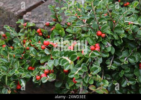 Hjelmqvist's Cotoneaster (Cotoneaster hjelmqvistii) Plantae Stock Photo