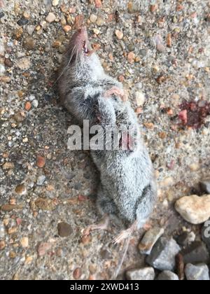 North American Least Shrew (Cryptotis parvus) Mammalia Stock Photo