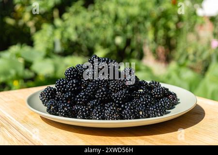 Mountain of Blackberries on a plate. Loads of Blackberries. Stock Photo