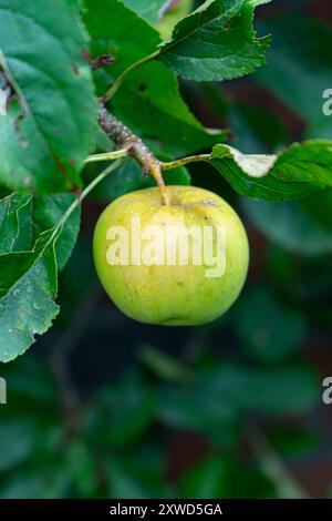Single Green Apple hanging from a tree Stock Photo