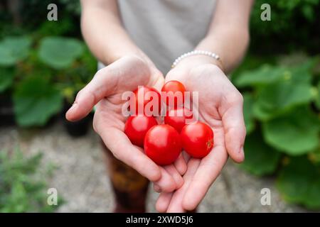 Girl holding Multiple differently colored Cherry Tomatoes. Orange, Red and Yellow Cherry tomatoes. Stock Photo