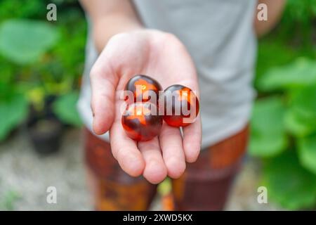 Girl holding Multiple differently colored Cherry Tomatoes. Orange, Red and Yellow Cherry tomatoes. Stock Photo