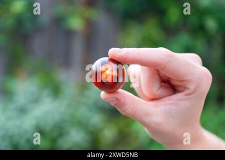 Girl holding Multiple differently colored Cherry Tomatoes. Orange, Red and Yellow Cherry tomatoes. Stock Photo