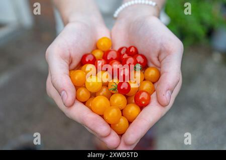 Girl holding Multiple differently colored Cherry Tomatoes. Orange, Red and Yellow Cherry tomatoes. Stock Photo