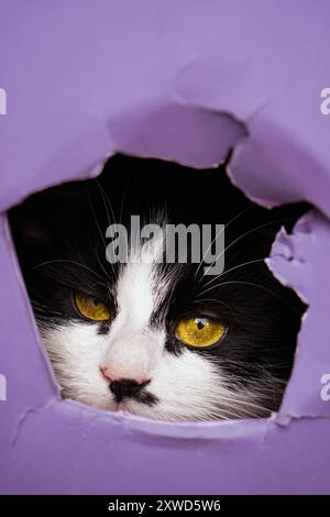 Black and White Kitten looking through Ripped paper Shoot. Stock Photo