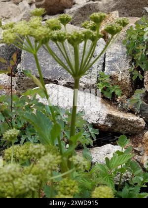 Gray's angelica (Angelica grayi) Plantae Stock Photo - Alamy