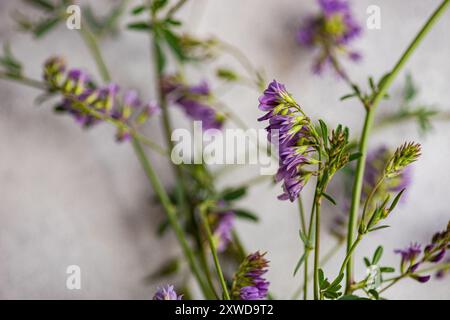 Rustic minimalistic summer table setting decorated with wild field flowers Stock Photo